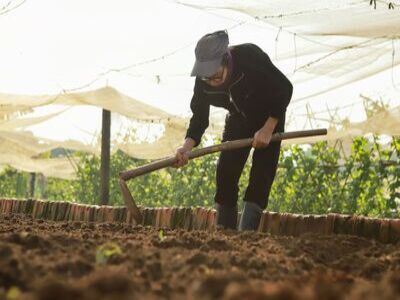 How To Prevent Crop Root Damage During Hoe Weeding? A Guide To Choosing The Right Hoe Size